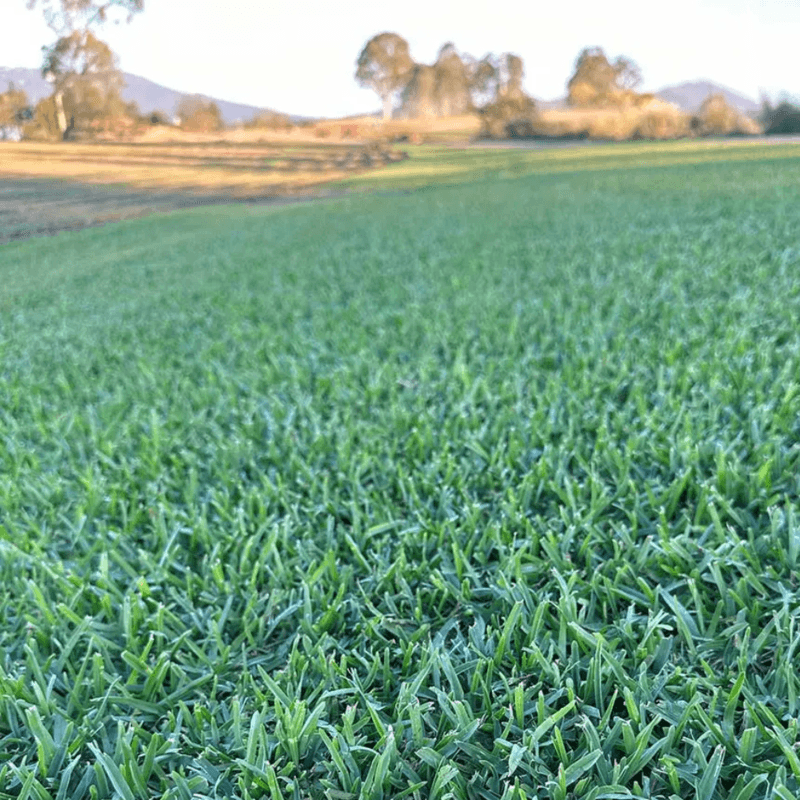 Thumbnail Sir Walter Buffalo Grass® Thumbnail Sir Walter Buffalo Grass®